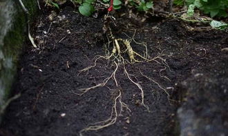 種植人參，做好這五步，可保證高產(chǎn)優(yōu)質黑參產(chǎn)品